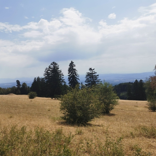 IMG_20260725_135105