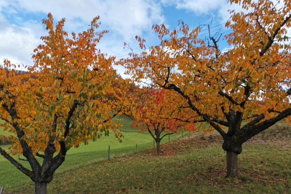 26. Herbstleuchten im Dorneckberg