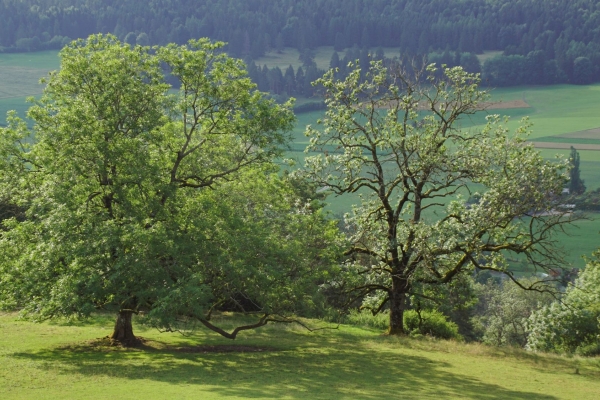13. Auf den Spuren der alten Bergahorne