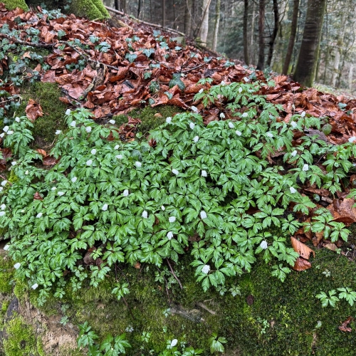IMG-20250316-WA0038