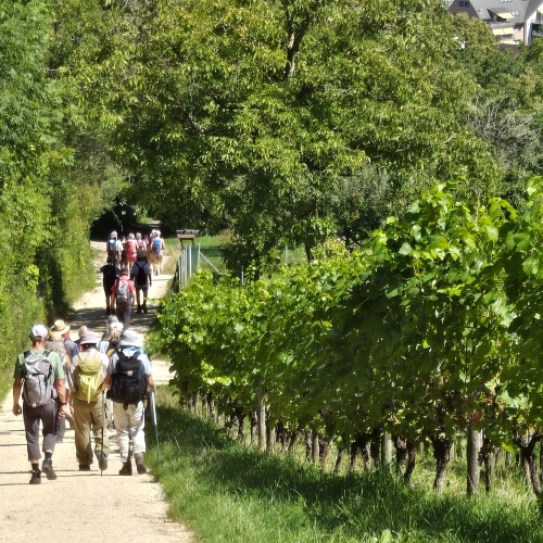 20250810_145412 Weinberg Dielsdorf